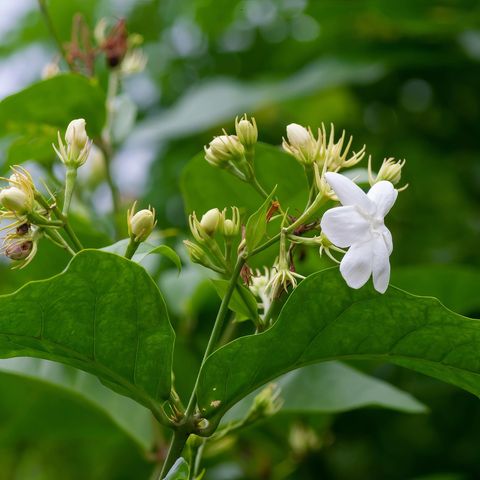 National Plant Network Sambac White Jasmine Grower Shrubs Mfr