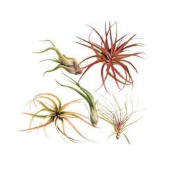 Russell's Bromeliads Tillandsia Air Plant