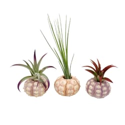 Russell's Bromeliads 3 in. Sputnik Shell Air Plant