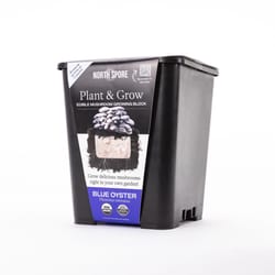North Spore Plant & Grow Blue Oyster Mushroom Vegetable Plant