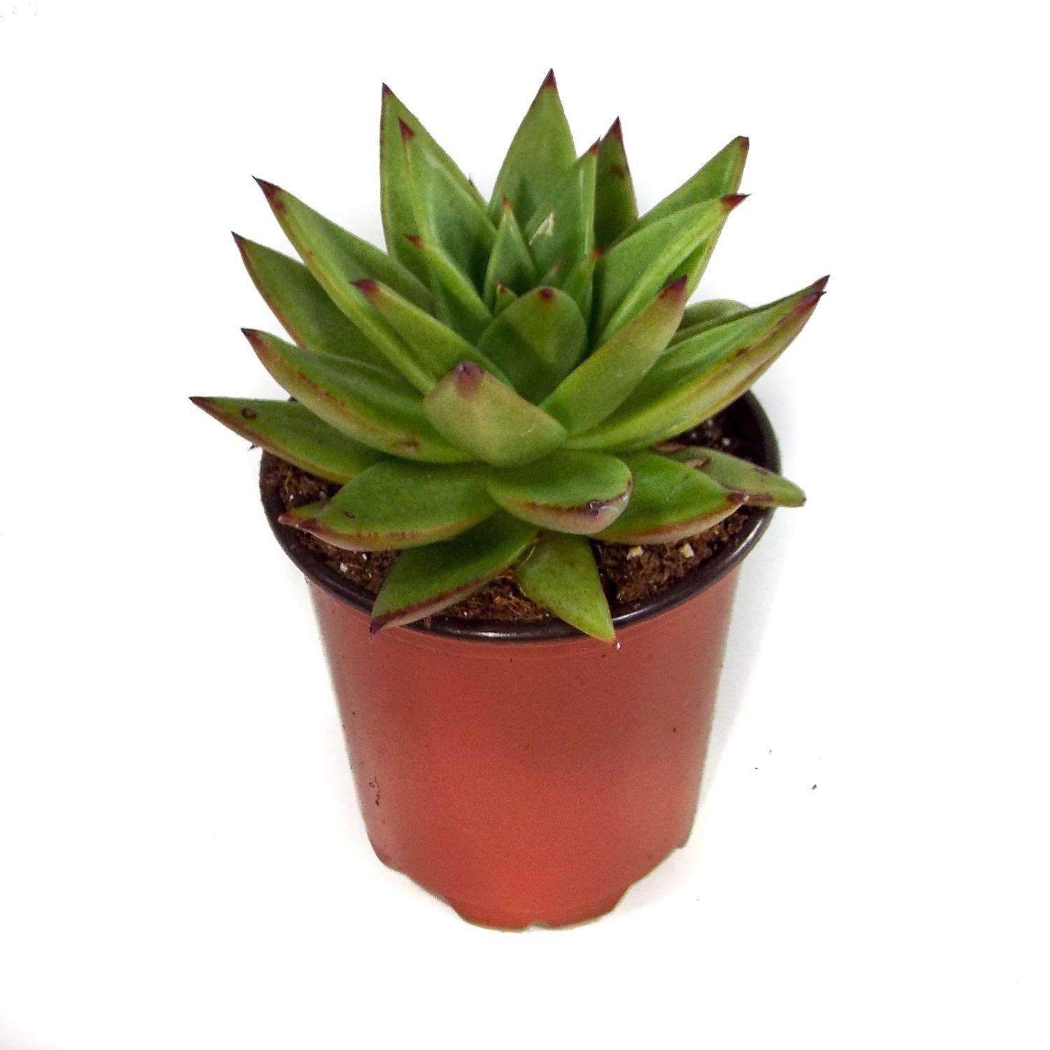 image-1