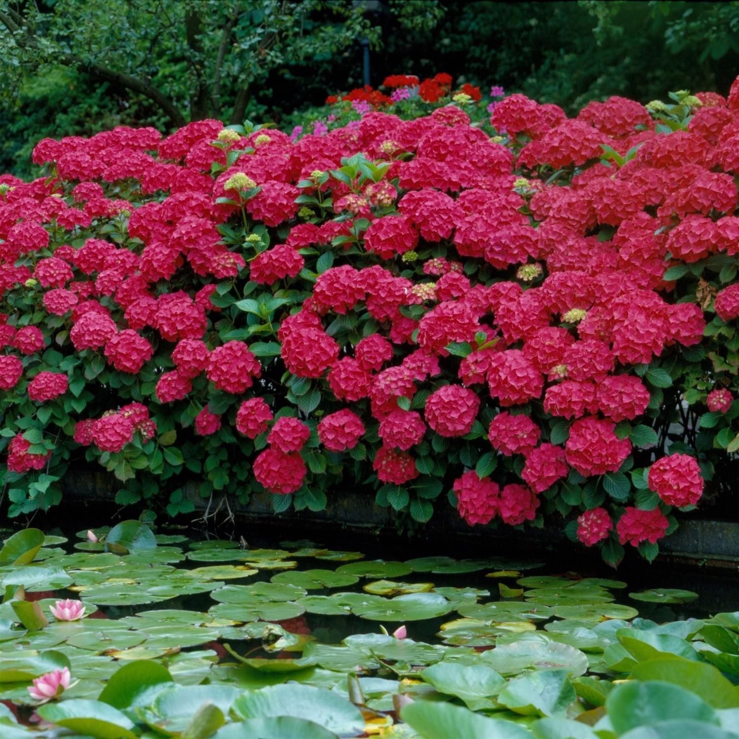 National Plant Network Red Beauty Hydrangea Grower Shrubs Mfr