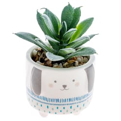 Karma 2 in. H X 2 in. L Multicolored Ceramic Succulent Pot