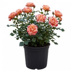 2G BI Color Painters Roses Multicolored Assorted Perennial Plant