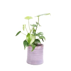 Chive Channa 4.75 in. H X 4.75 in. D Ceramic Cachepot Mauve