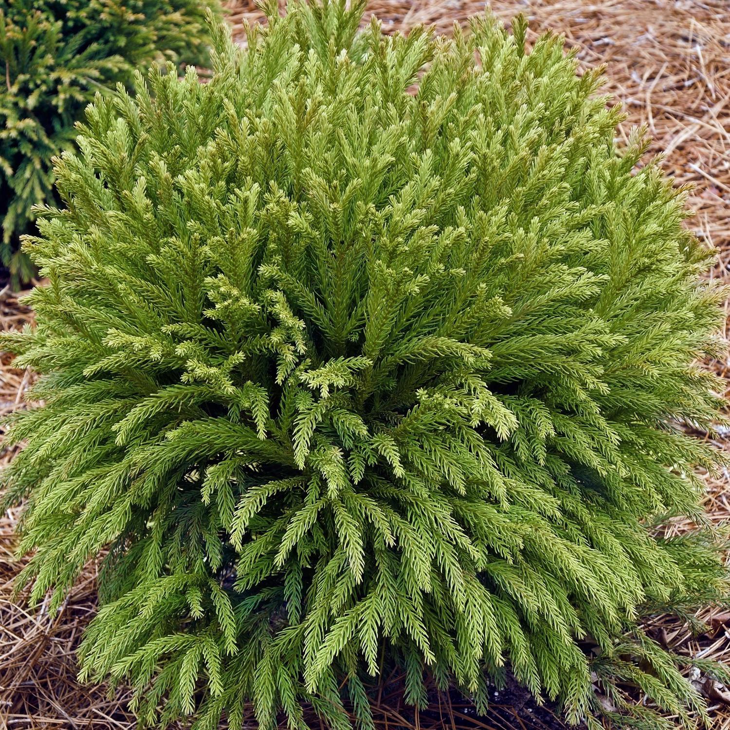 National Plant Network Cryptomeria Globosa Nana Grower Shrubs Mfr