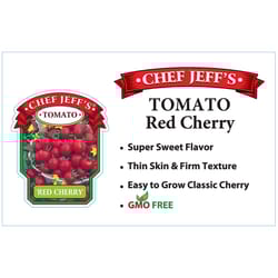 Chef Jeff Red Standard Cherry Tomato Vegetable Plant