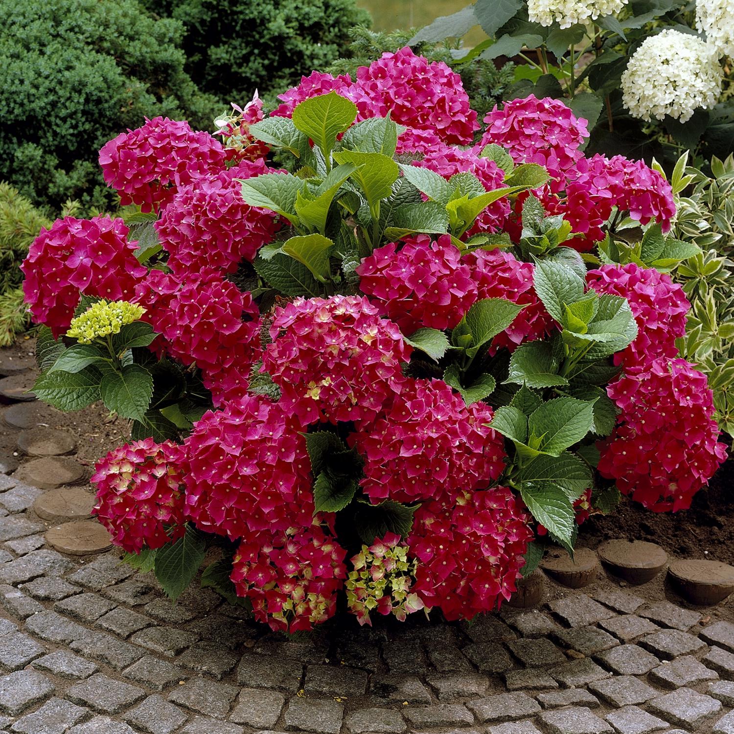 National Plant Network Red Beauty Hydrangea Grower Shrubs Mfr