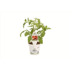 Proven Selections Tasty Treat Red Gino Tomato Plastic Vegetable Plant