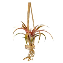 Russell's Bromeliads Green Macrame Hanging Decorative Planter Air Plant