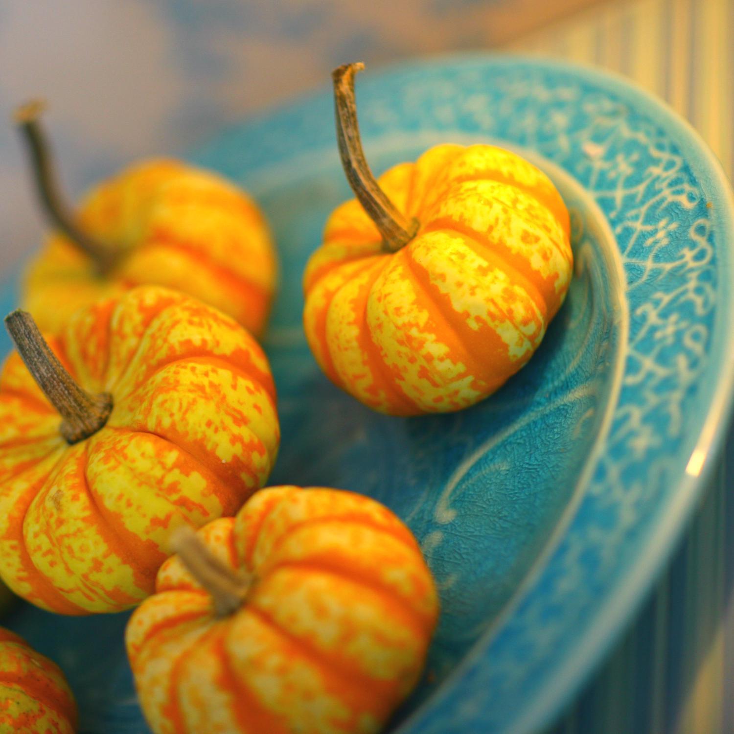 Frey Farms Sarah's Home Grown Orange Mini Pumpkins 3 Mfr# 8 23298