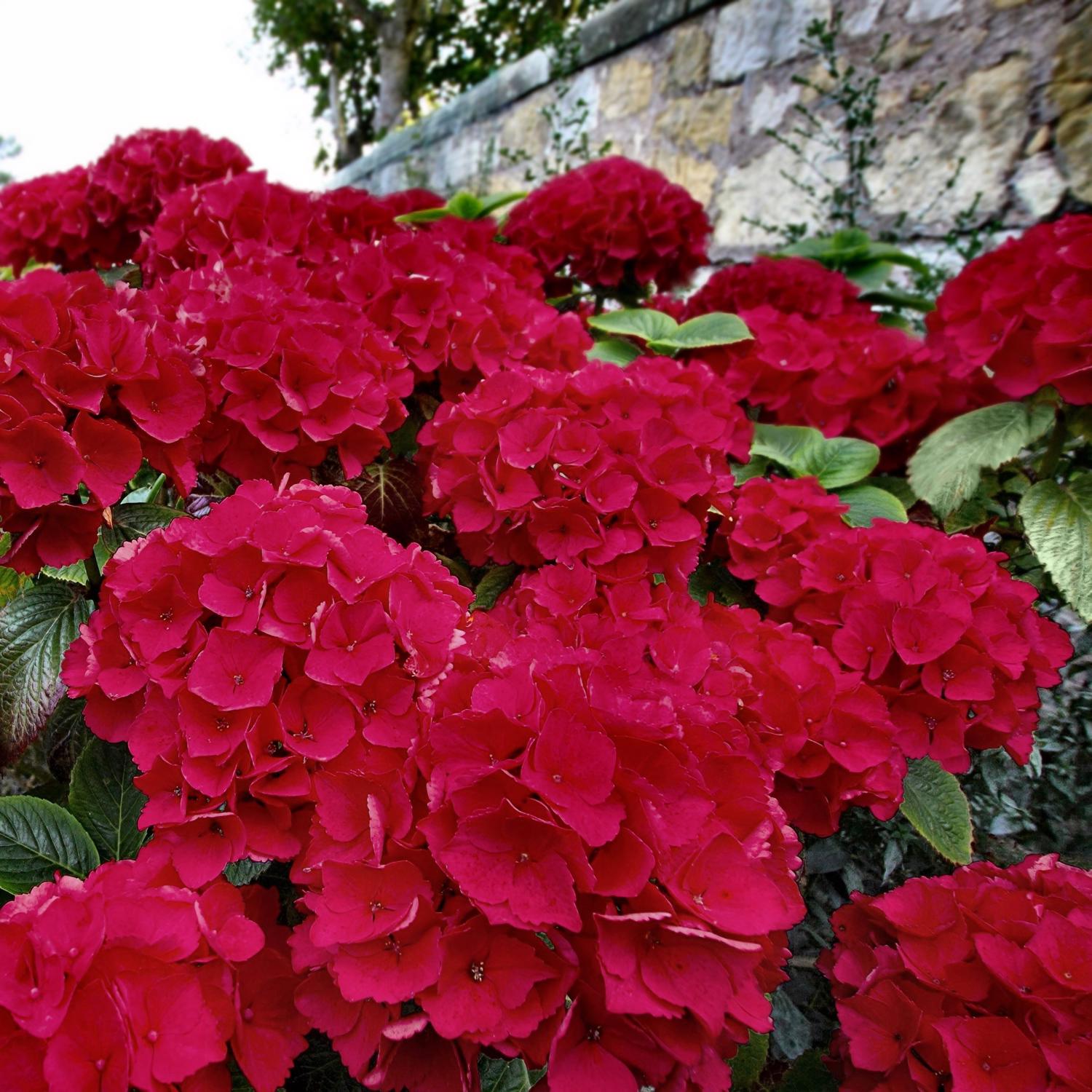 National Plant Network Red Beauty Hydrangea Grower Shrubs Mfr