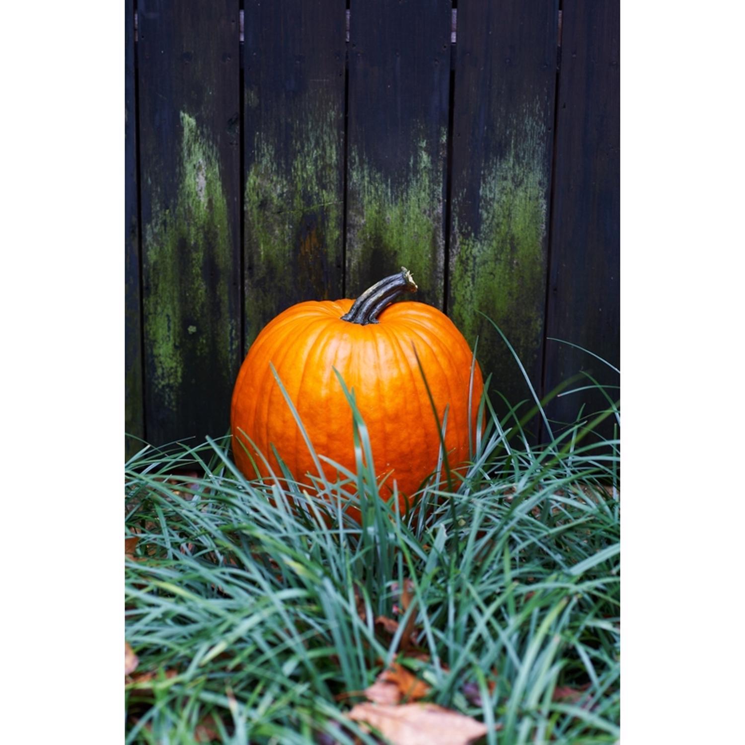Frey Farms Sarah's Home Grown Orange Pumpkin Mfr# 8 23298 12345 5