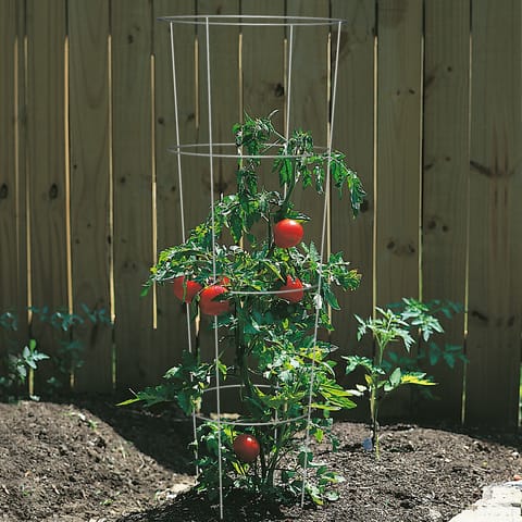 トマト　パワーシールド Panacea 54 in. H X 16 in. W Gray Steel Tomato Cage Mfr# 89726