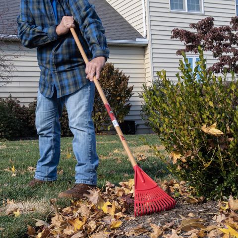 Ace 54.5 in. 14 Tine Poly Rake Wood Handle Mfr# EP-15-ACE - Ace
