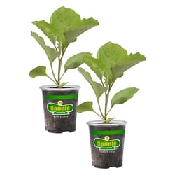 Bonnie Plants Eggplant Plastic Vegetable Plant