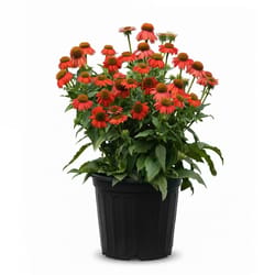 2G Perennials Assorted Perennial Plant