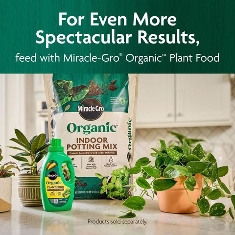 Miracle-Gro Organic Organic Indoor Plant Potting Mix 8 qt Mfr