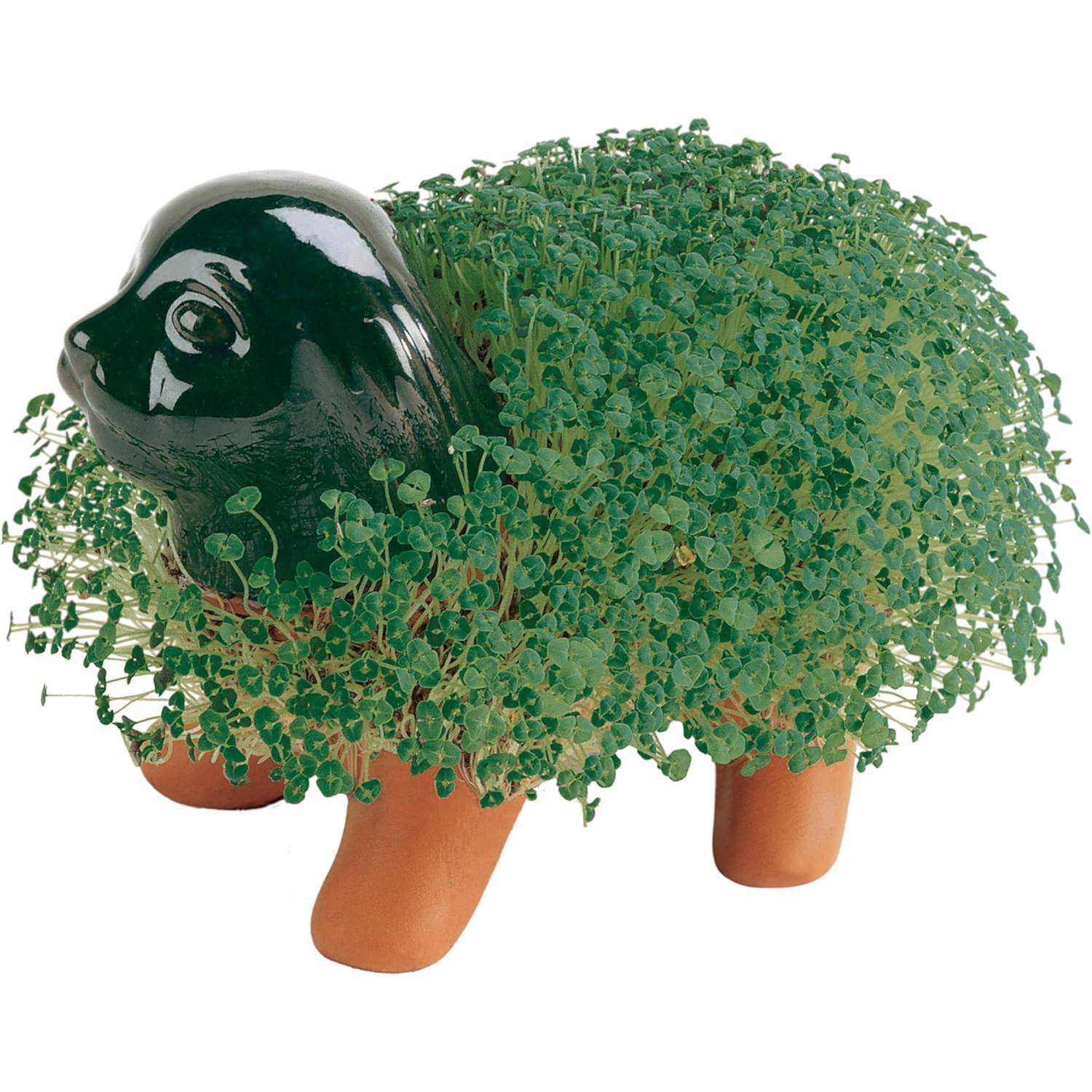 image-6