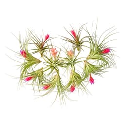 Russell's Bromeliads 4-5 in. Blooming Air Plant