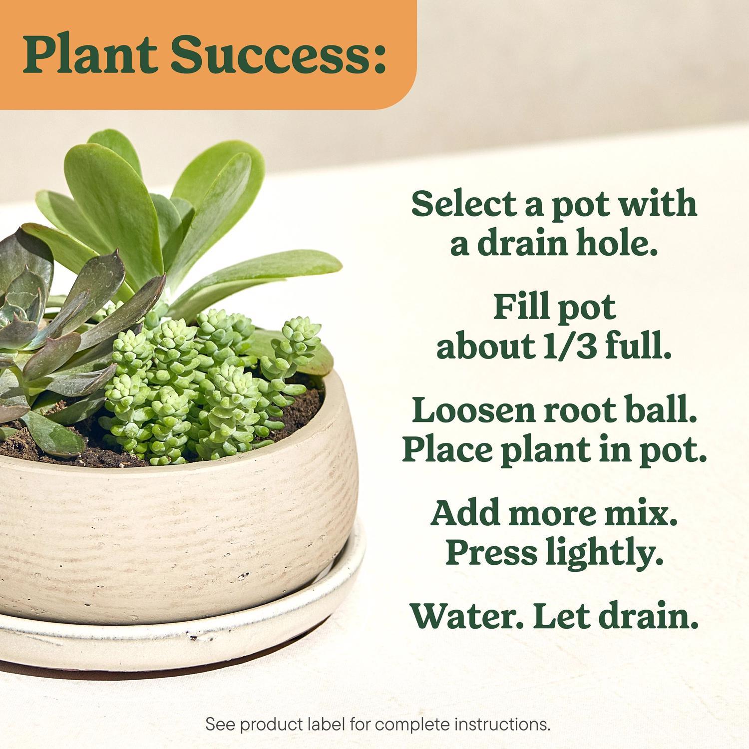 california elephant ear plant Elephant Ear Plant 40-60cm