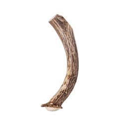 Bucky Bites All Size Dogs All Ages Antler Deer 4 in. L 2 pk
