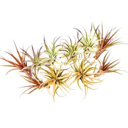 Russell's Bromeliads 5-7 in. XL Air Plant