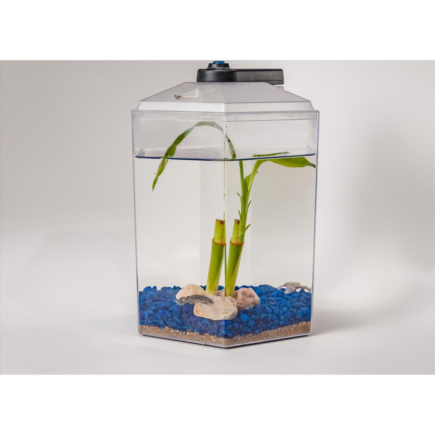 Froggy's Lair Aquatic Biosphere with African Dwarf Frogs 1 pk Mfr
