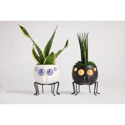 LiveTrends Assorted Hardy Foliage Ceramic Foliage