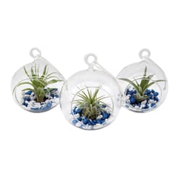 Russell's Bromeliads Winter Globe Terrariums Decorative Planter Air Plant