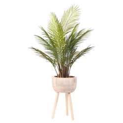 DW Silks 42 in. H X 24 in. L Polyester Palm in Wood Planter with Legs