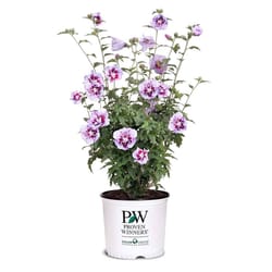 Proven Winners Althea Shrubs