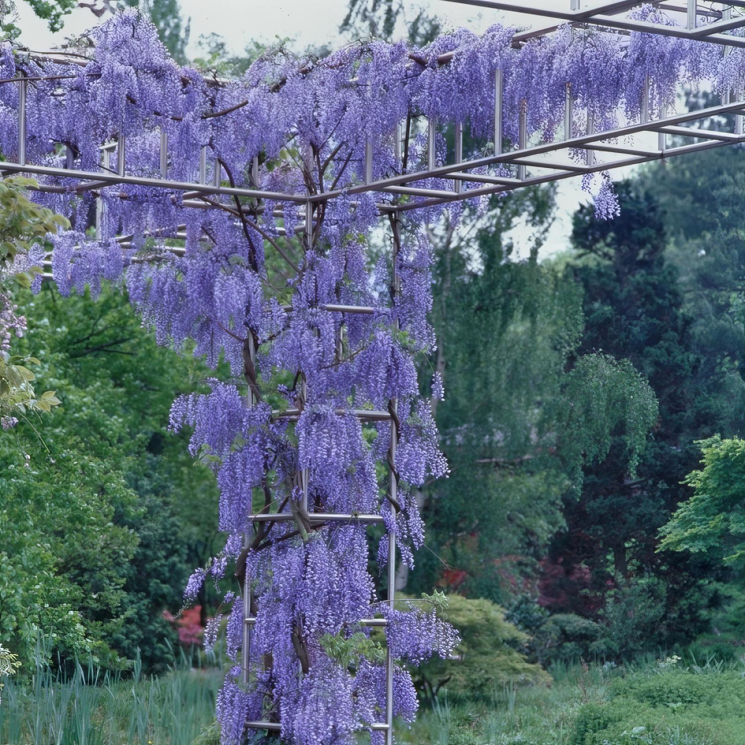 National Plant Network Wisteria Blue Grower Perennial Plant Mfr