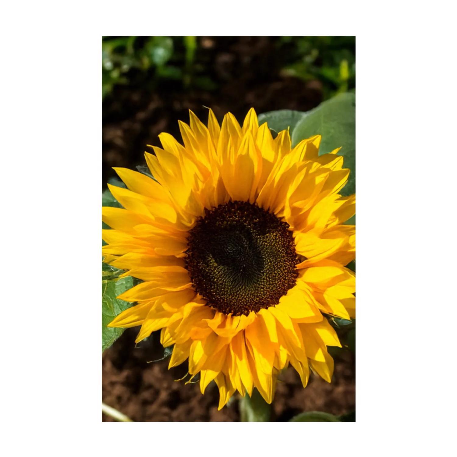Chive Shido Seed Co. Sunflower Seeds 1 pk Mfr# SESUNF - Ace Hardware