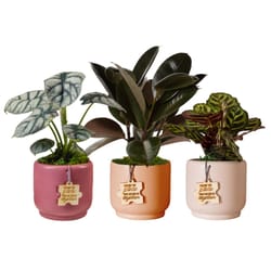 LiveTrends Assorted Foliage House Plant