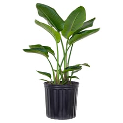 United Nursery White Bird of Paradise Foliage