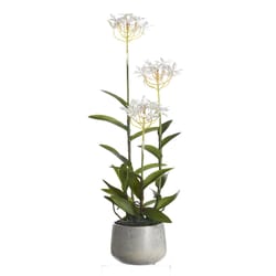 DW Silks 24 in. H X 8 in. L Polyester White Epidendrum Orchids in Stone Planter