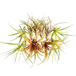 Russell's Bromeliads 6-10 in. XXL Assortment Air Plant