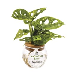 Proven Winners Leafjoy Tropical House Plant