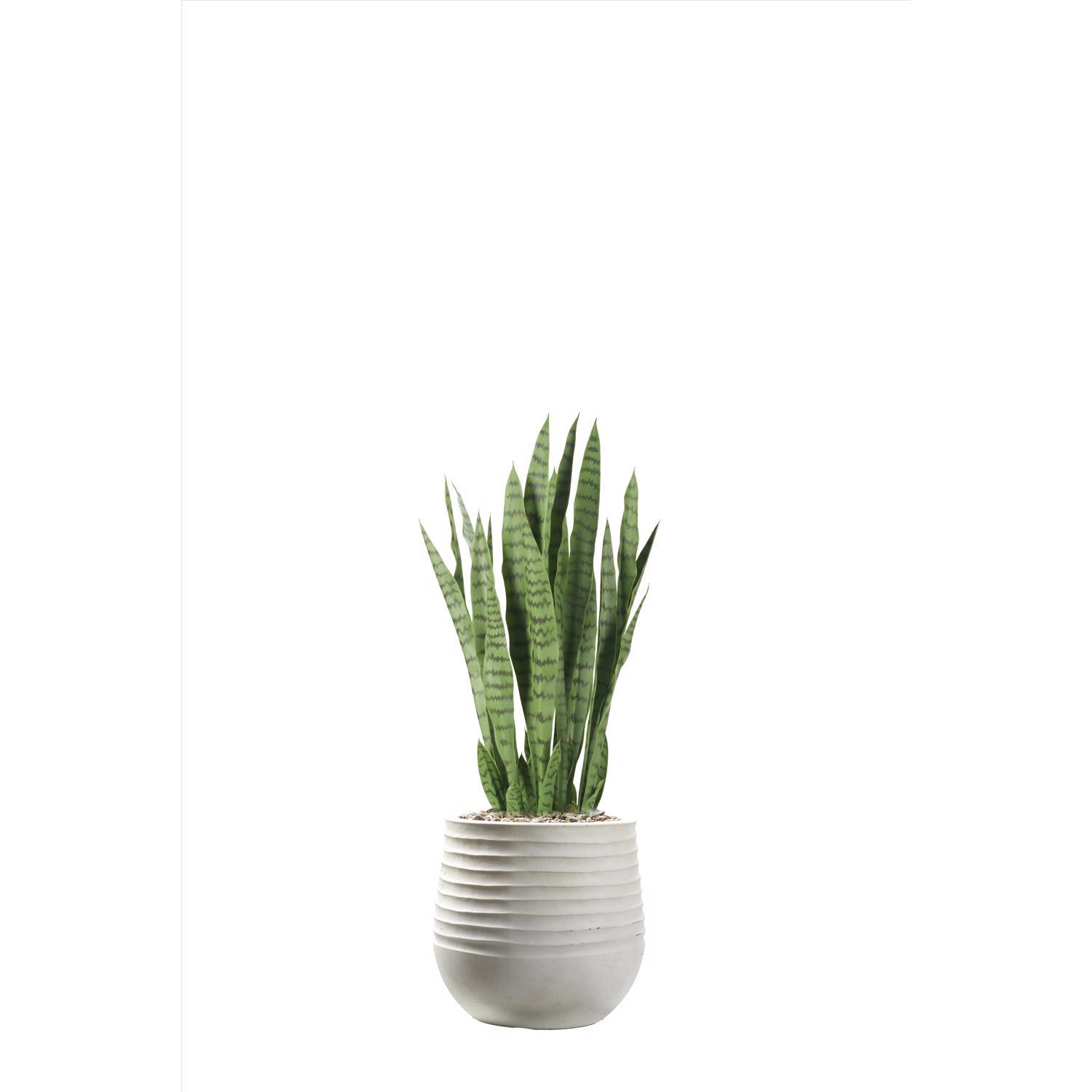 birds nest snake plant light Sansevieria Black Jade Hahnii, 4