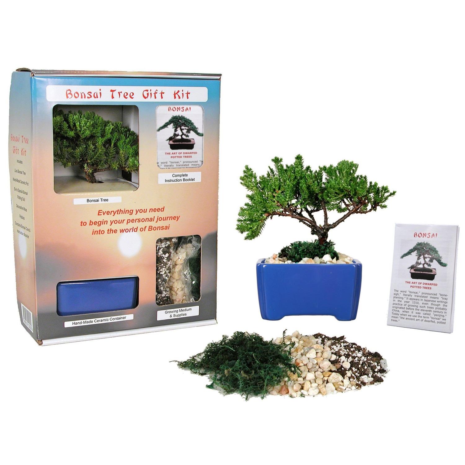 japanese wisteria bonsai tree Wisteria floribunda - Red Japanese Wisteria