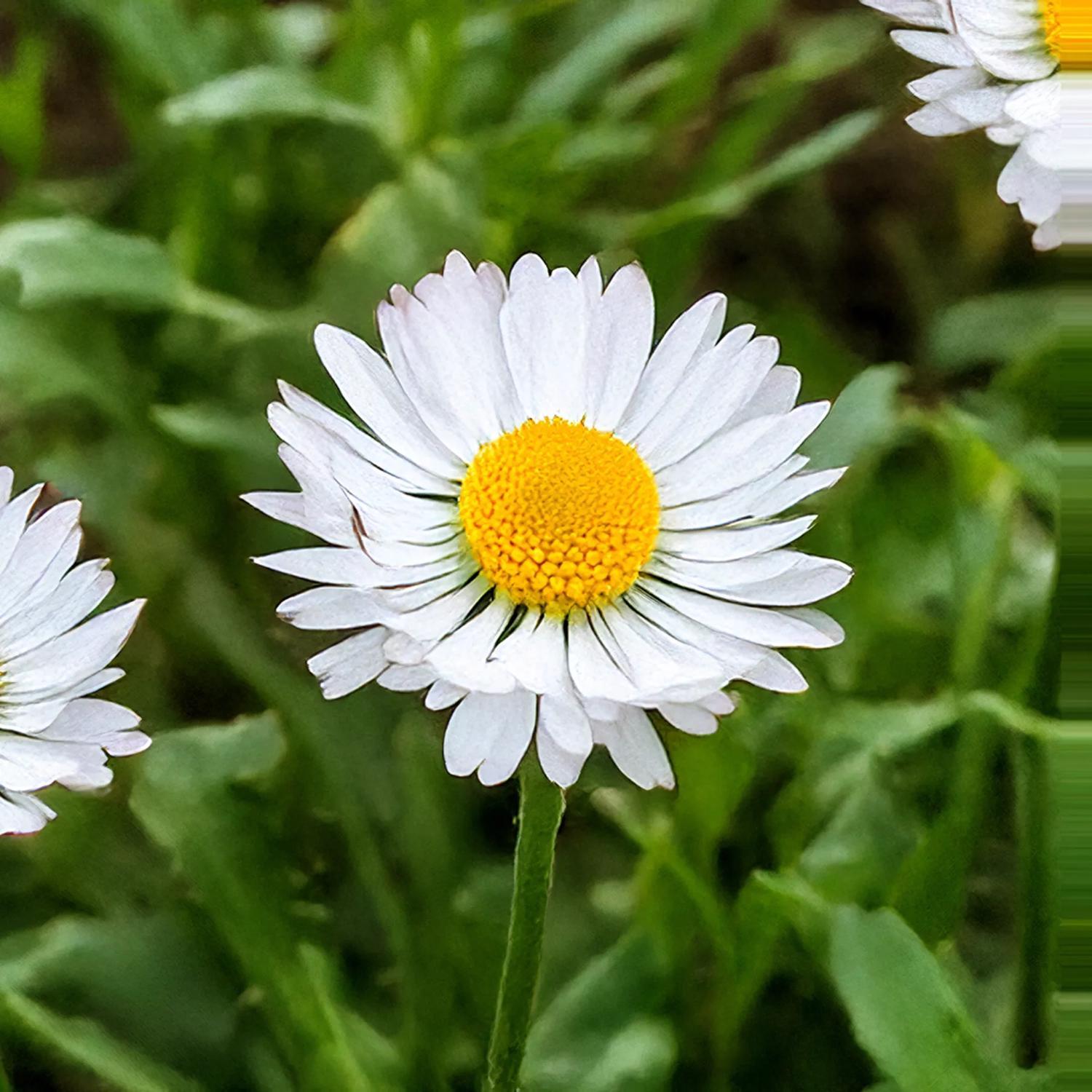 Chive Daisy Seeds