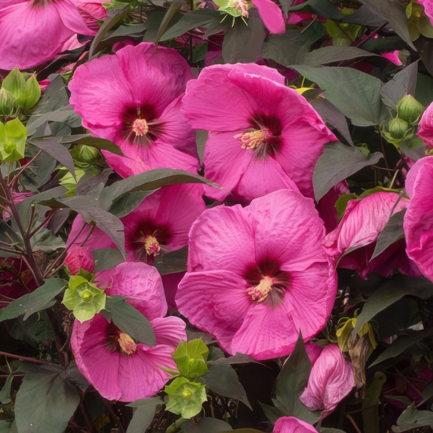 National Plant Network Head Over Heels Passion Hibiscus Grower