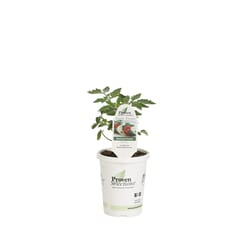 Proven Selections Tasty Treat Red Beefsteak Tomato Vegetable Plant