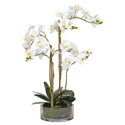 DW Silks 25 in. H X 17 in. L Polyester White Orchids in Low Glass Vase