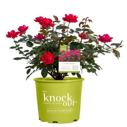 2G Knockout Rose Knockout Rose Shrubs