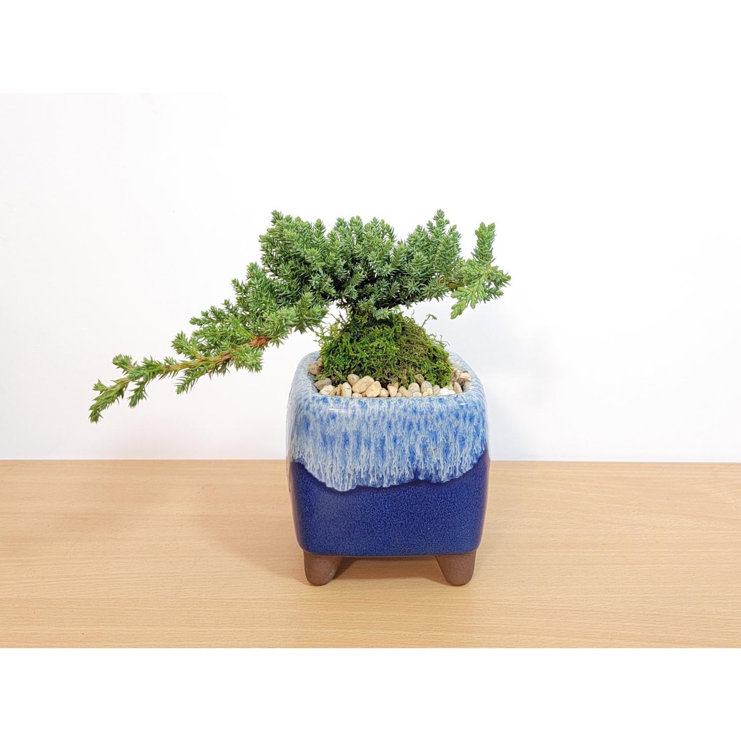 Eve's Garden 9 in. H X 4 in. D X 4.5 in. D Ceramic Drip Pot Bonsai
