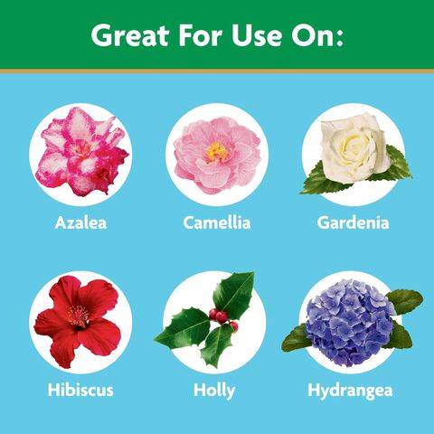 Miracle-Gro Powder Azalea, Camellia, Rhododendron Plant Food 1.5