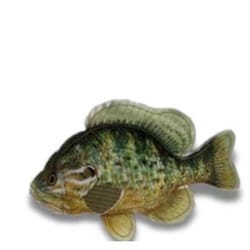 Steel Dog For Dog Brown/Green Denim Sunfish Squeak Dog Toy 1 pk