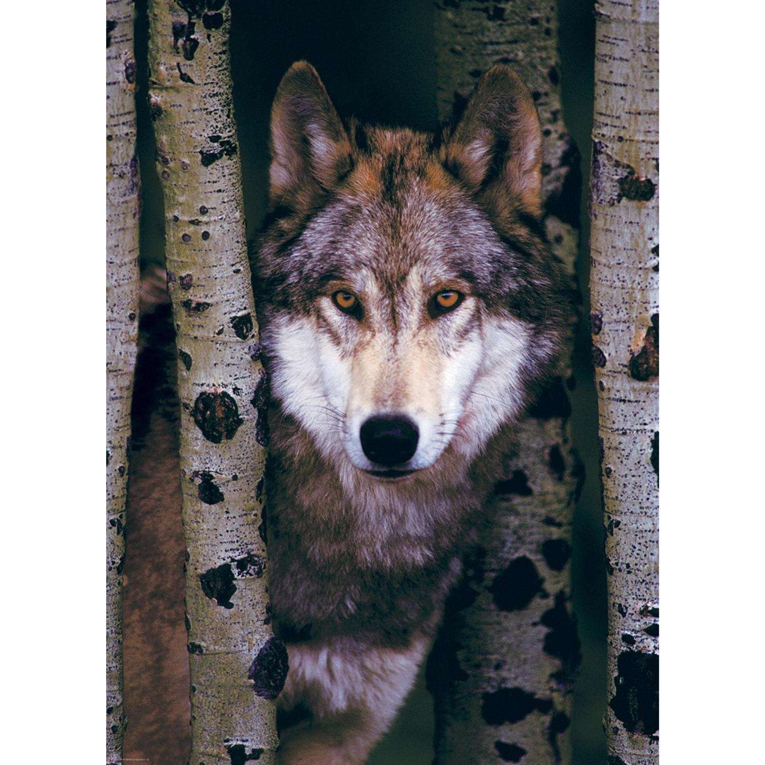 image-2